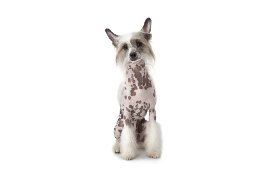 Chinese Crested dog